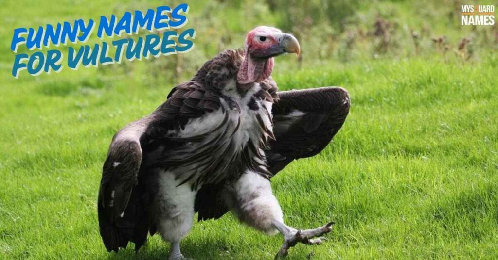 Funny Names for Vultures