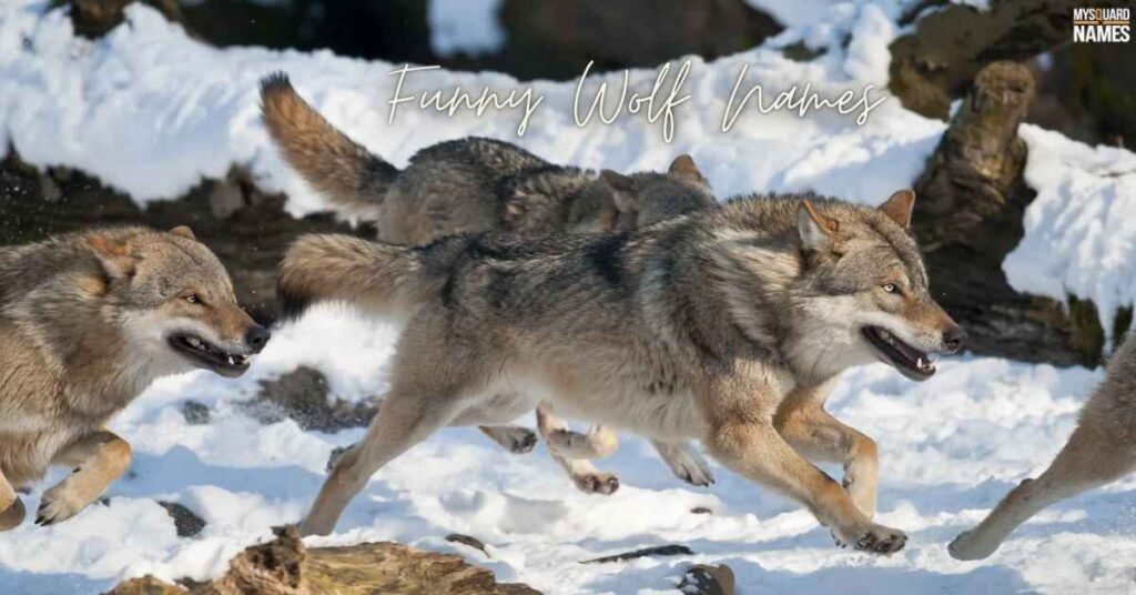  Wolf-Names