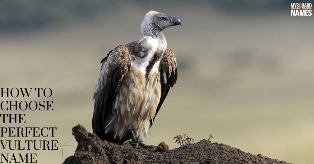 How to Choose the Perfect Vulture Name