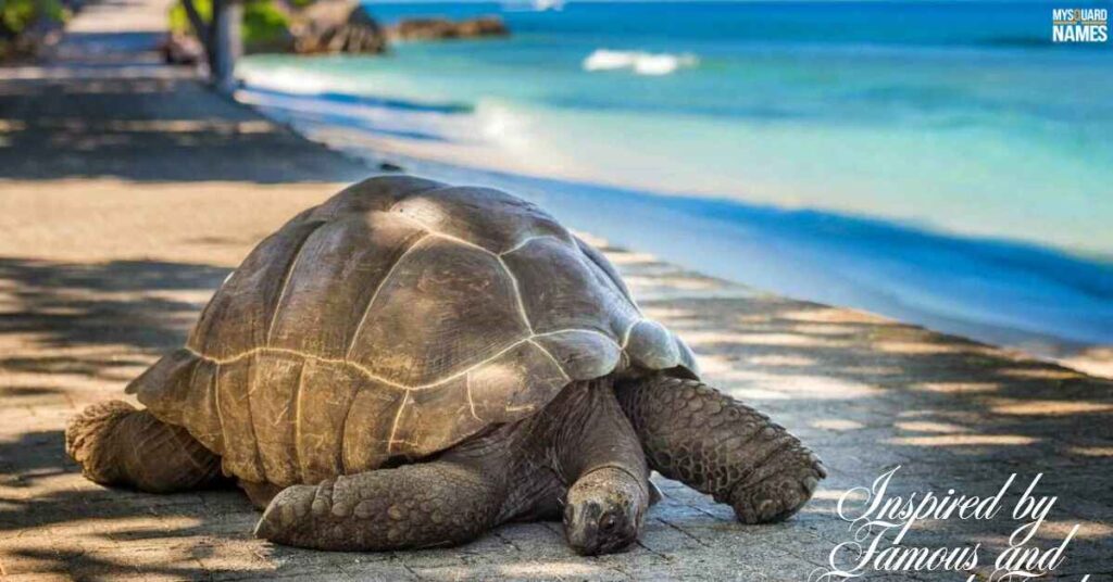 Inspired by Famous and Fictional Turtles