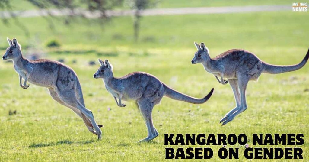 Kangaroo Names Based on Gender