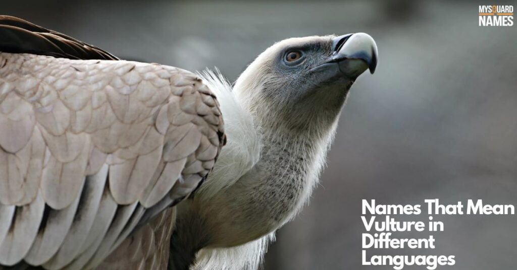 Names That Mean Vulture in Different Languages