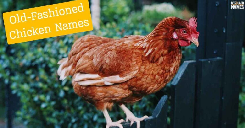 Old-Fashioned Chicken Names
