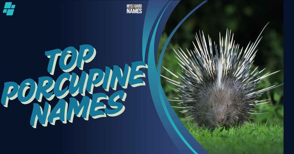 Top Porcupine Names [200+ Ideas With Meaning]