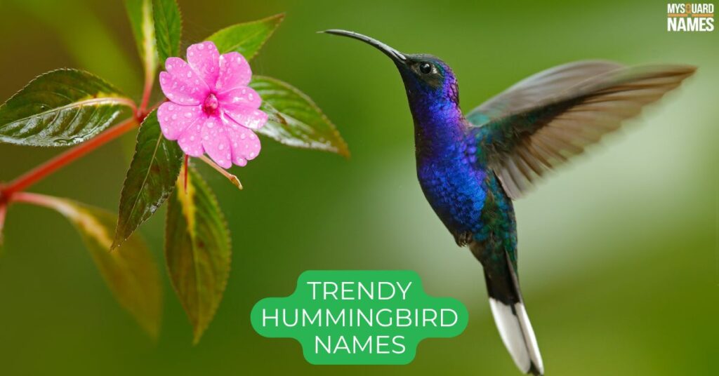 Trendy Hummingbird Names