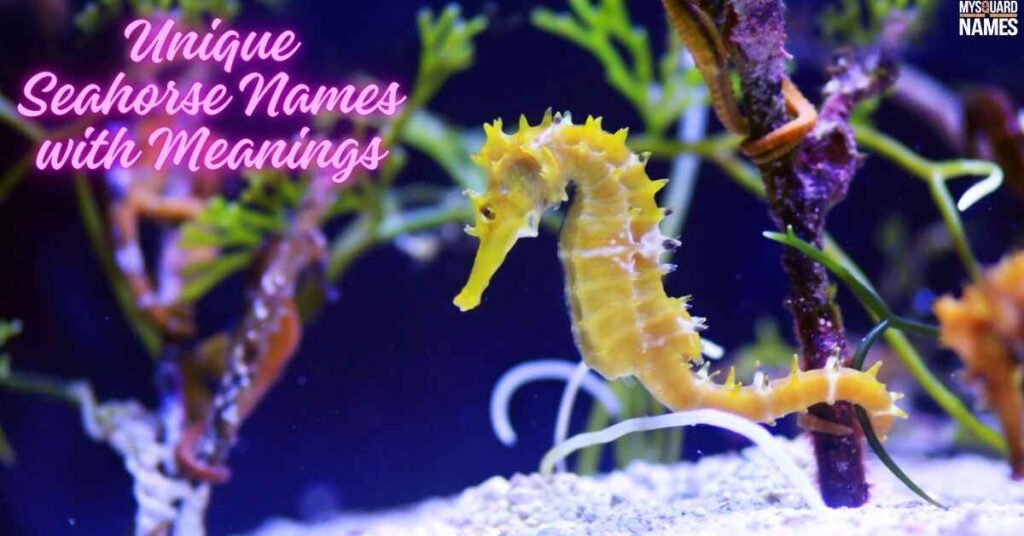 Unique Seahorse Names with Meanings