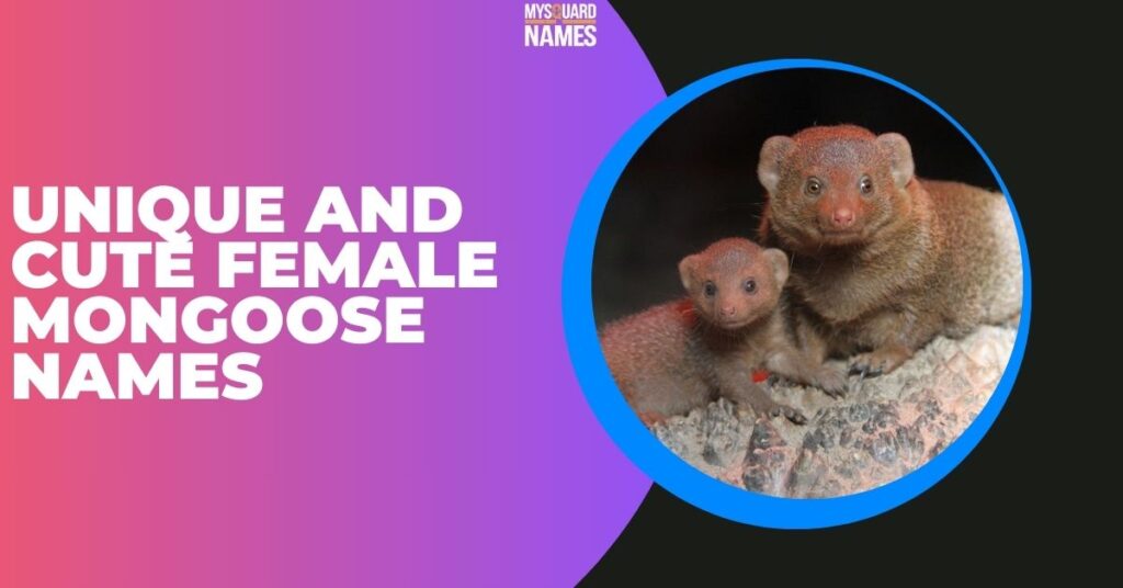 Unique and Cute Female Mongoose Names