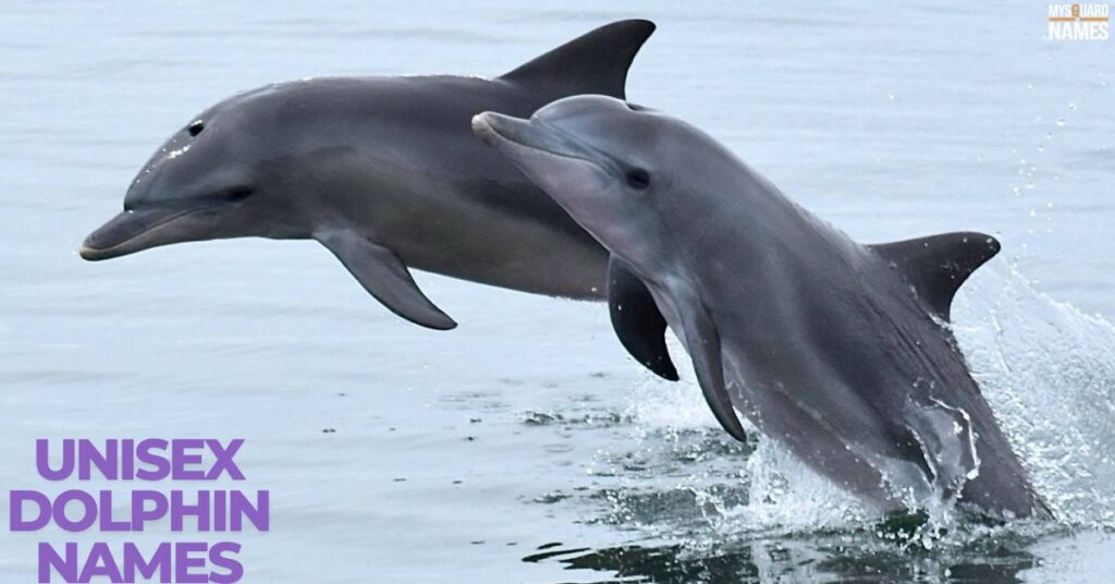 Unisex Dolphin Names